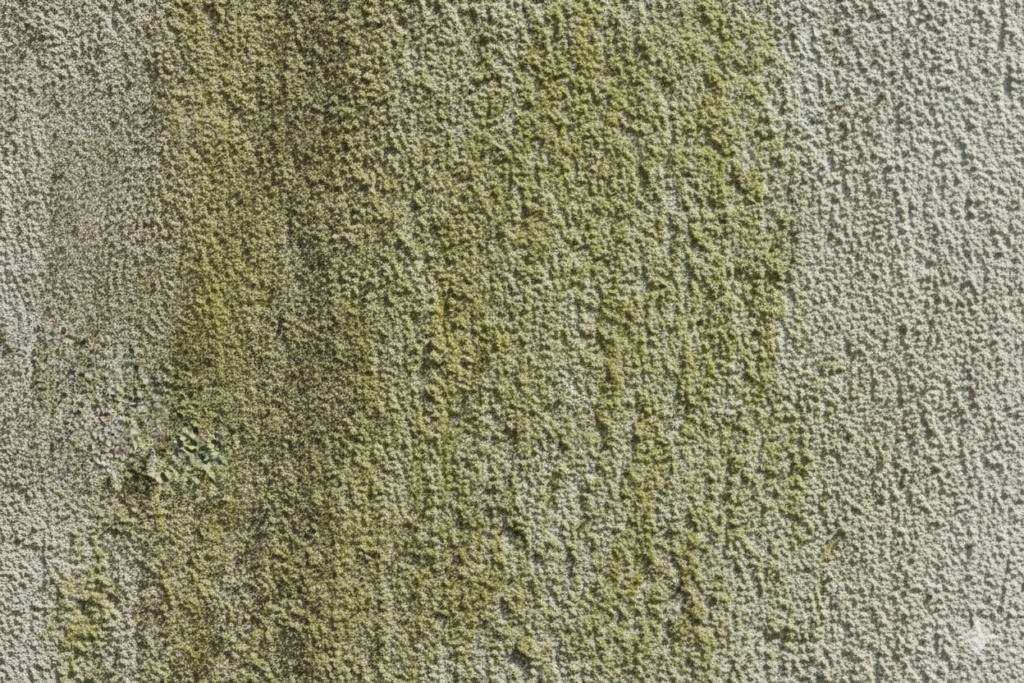 Jak grzyb i glony niszczą elewację?